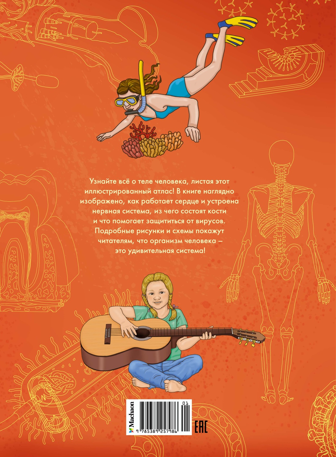 Тело человека. Атлас анатомии в картинках