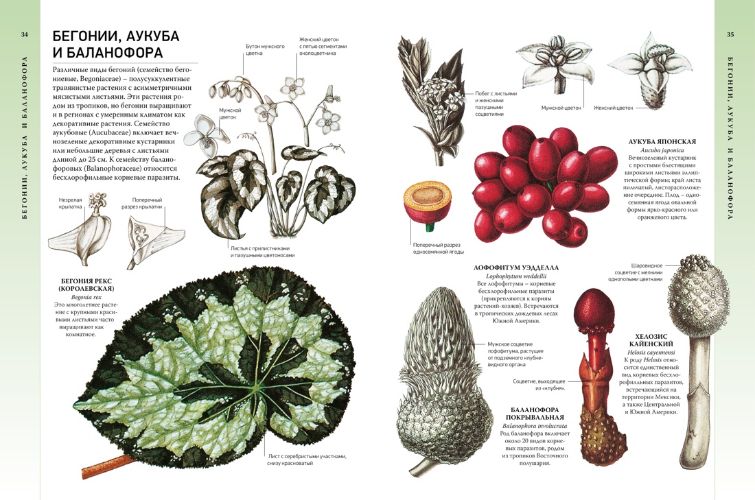 Всё о цветущих растениях, прекрасных и загадочных. Визуальная энциклопедия, Отрывок из книги