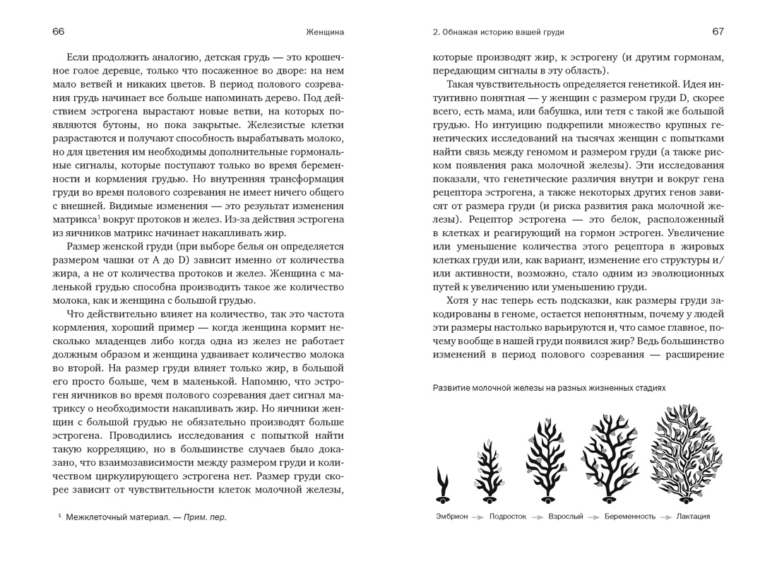Женщина: эволюционный взгляд на то, как и почему появилась женская форма, Отрывок из книги