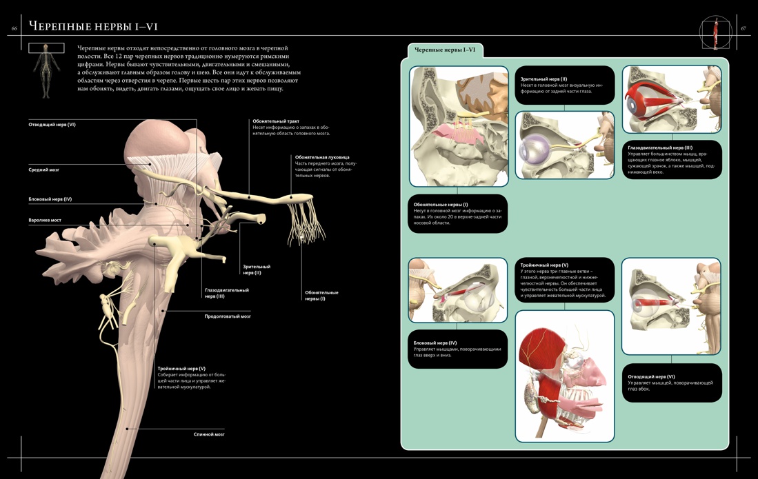 Анатомия человека 360°. Иллюстрированный атлас, Джейми Роубак