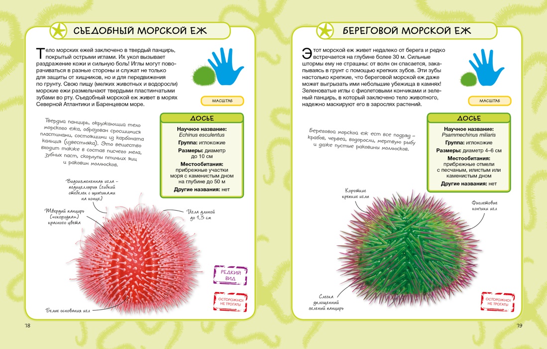 Животные и растения моря, Отрывок из книги