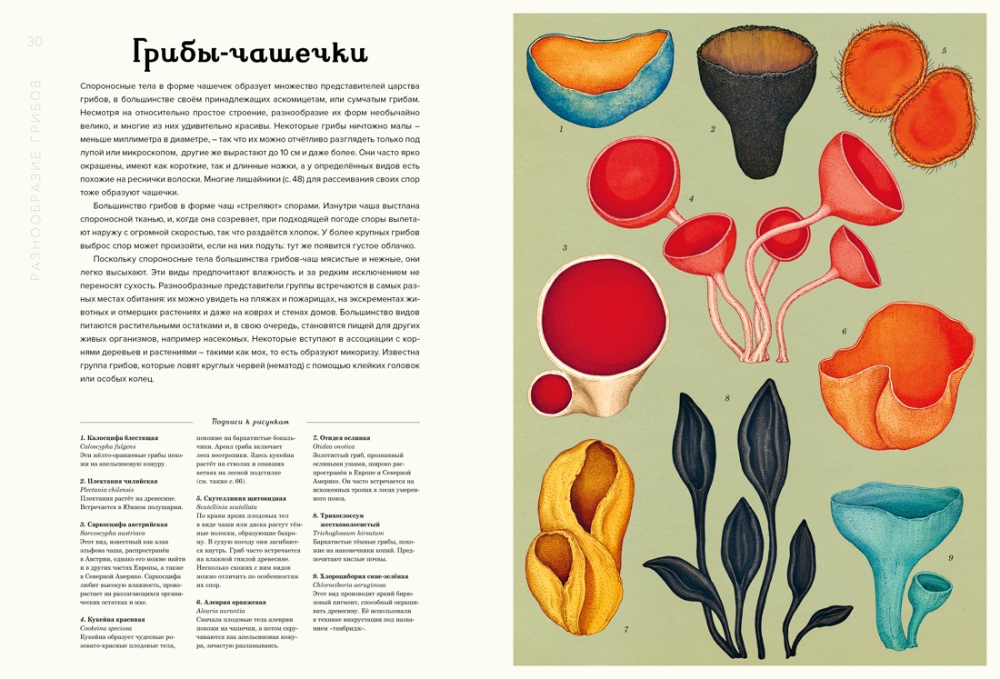 Грибариум, Отрывок из книги