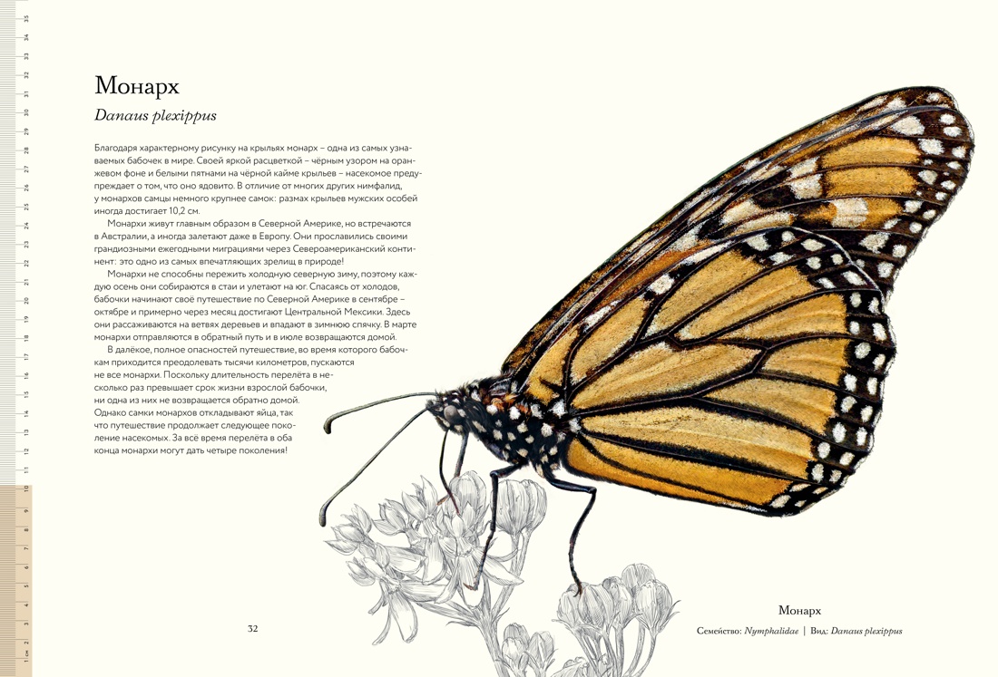 Загадочный мир бабочек, Отрывок из книги