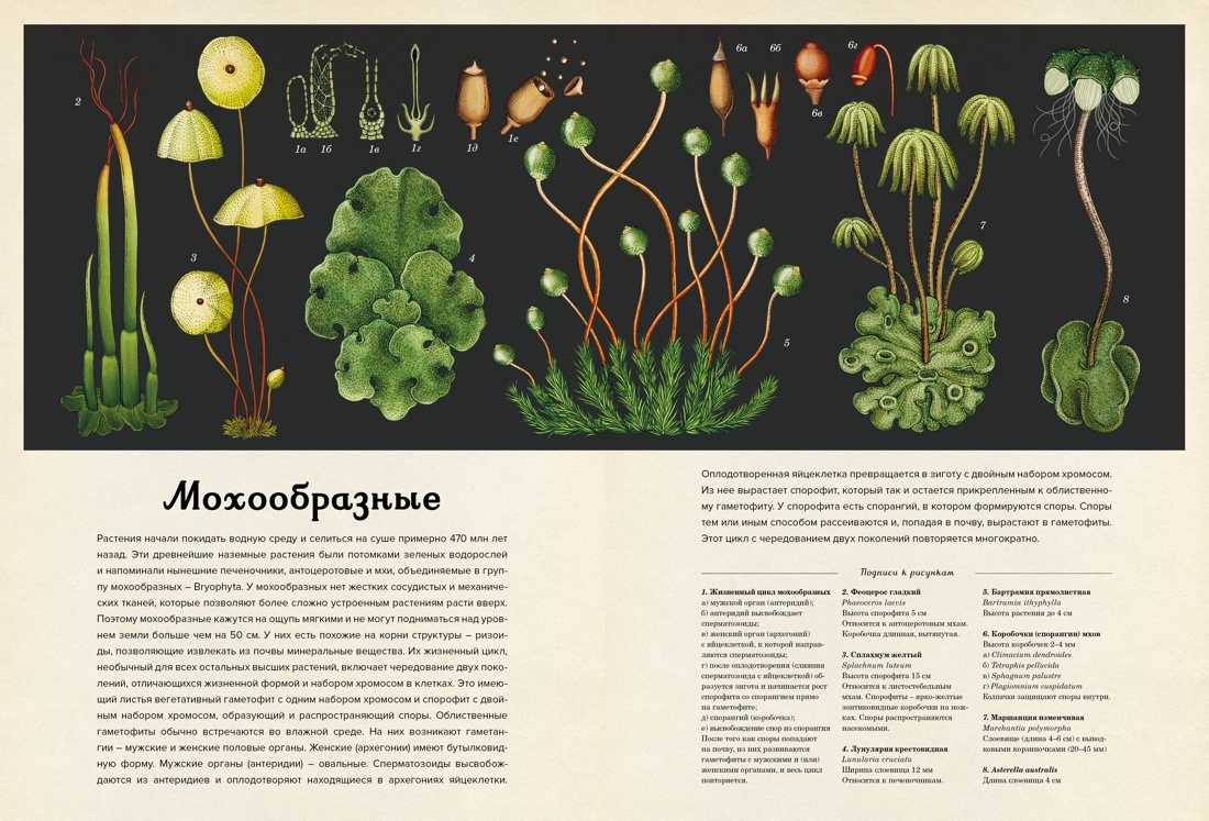 Ботаникум, Отрывок из книги