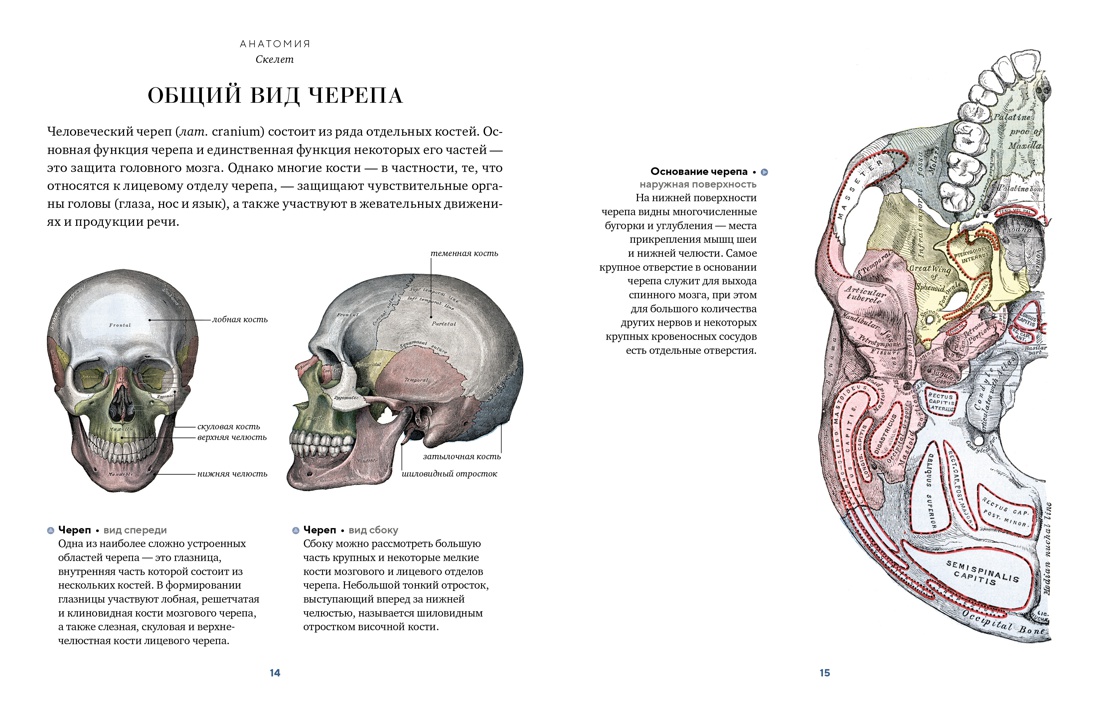 Анатомия, Отрывок из книги