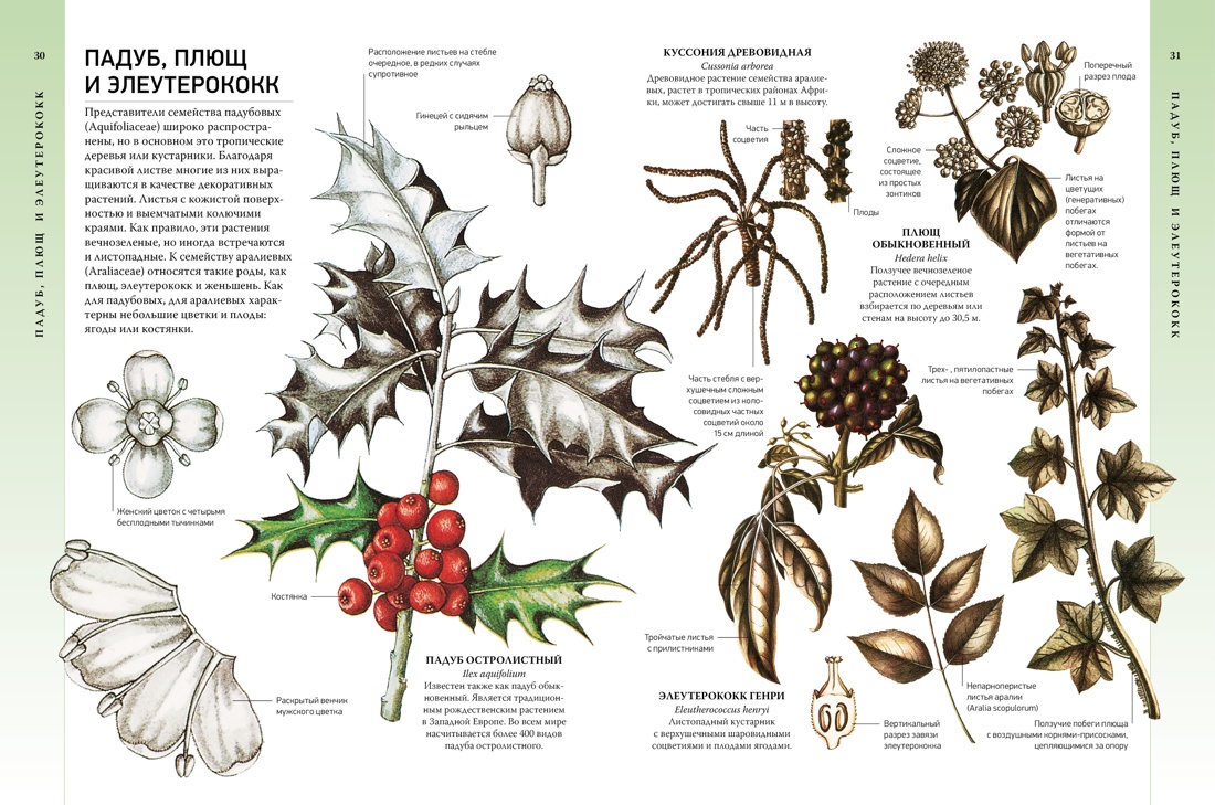 Всё о цветущих растениях, прекрасных и загадочных. Визуальная энциклопедия, Тони Харрис