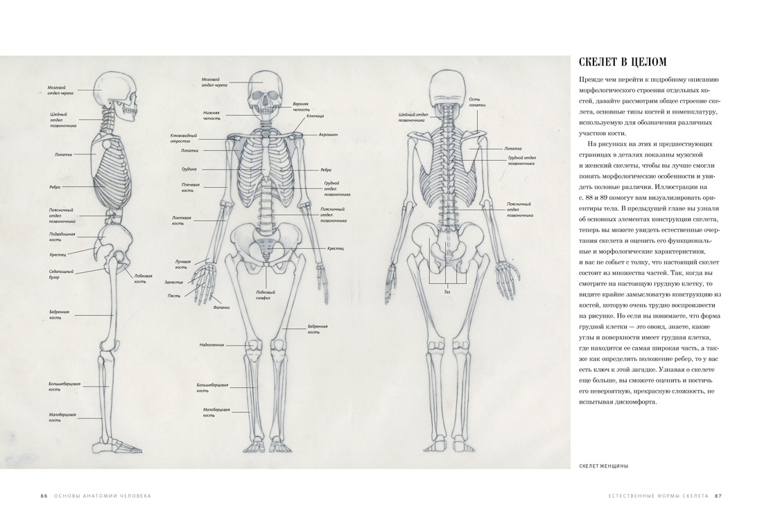 Основы анатомии человека. Наглядное руководство для художников, Отрывок из книги