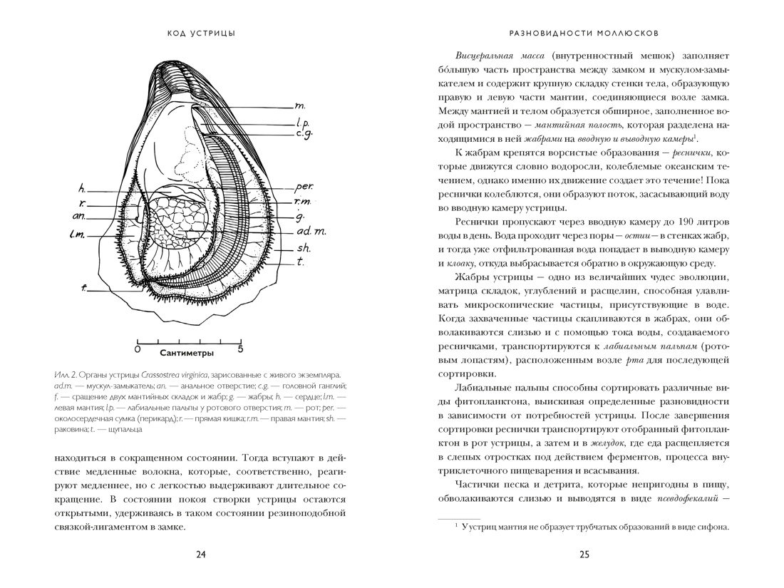 Код устрицы: Загадочная история деликатеса, Отрывок из книги