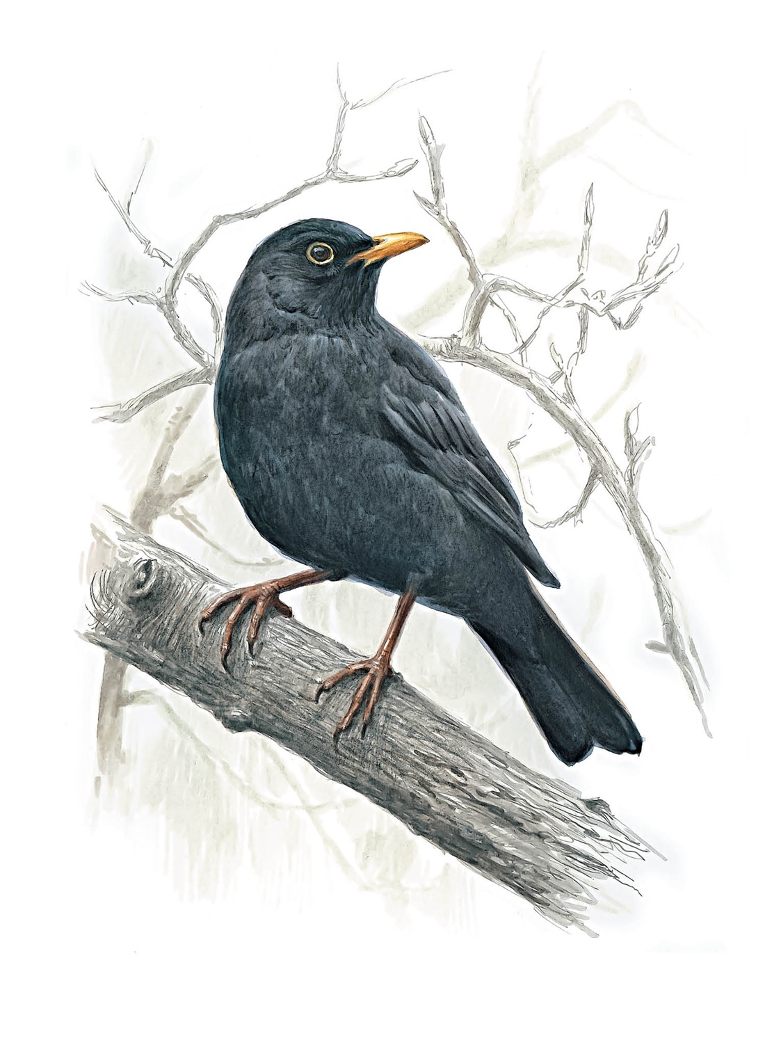 Купить книгу «Птицы: Крылатые чудеса природы», Ульрих Шмид | Издательство  «КоЛибри», ISBN: 978-5-389-17332-3