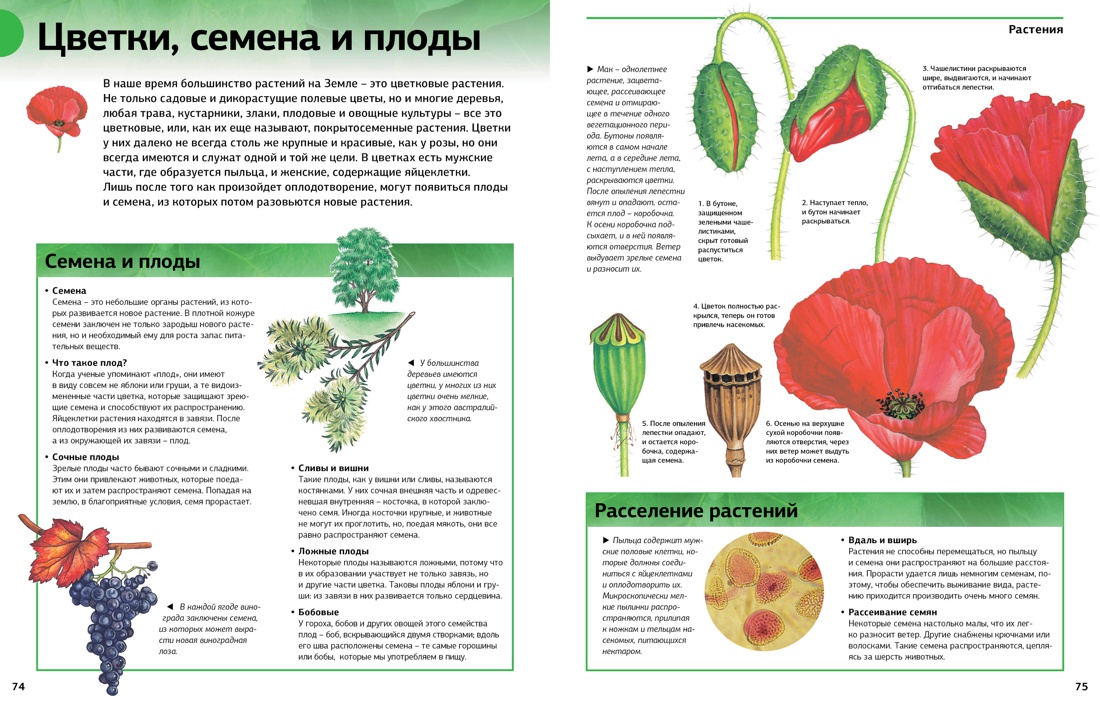 Новая энциклопедия школьника, Отрывок из книги