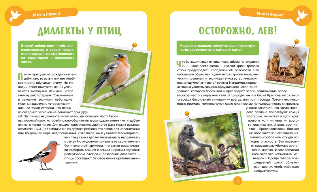 Невероятные животные, Винсент Альбуи