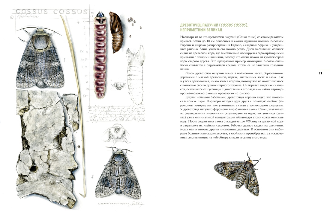 Бабочки. Основы систематики, среда обитания, жизненный цикл и магия совершенства, Отрывок из книги