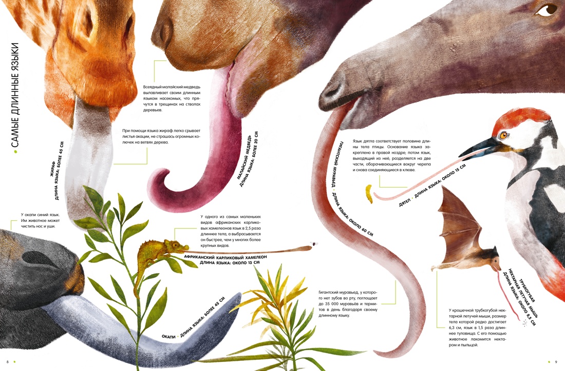 Самые удивительные животные в натуральную величину, Отрывок из книги