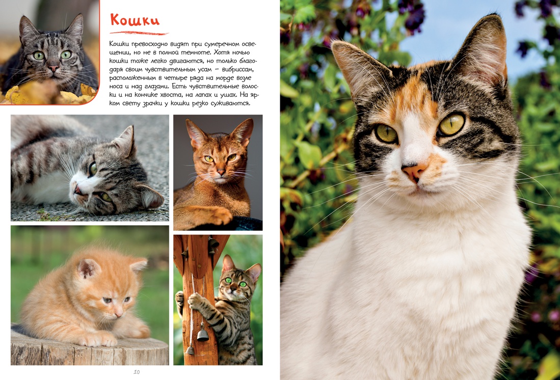 Моя большая книга о животных, Наталья Куйе