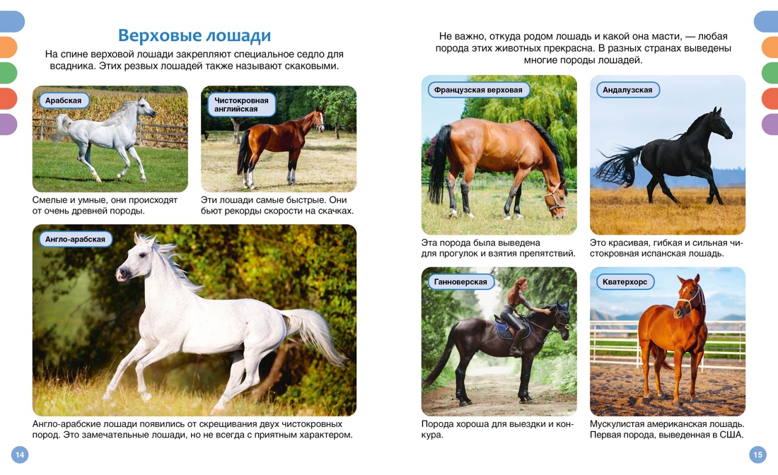 Лошади, Отрывок из книги