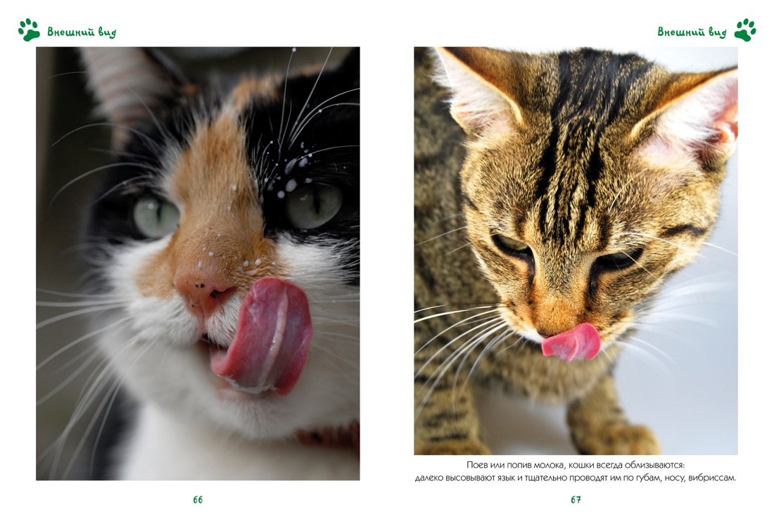 Моя большая книга о кошках и котятах, Отрывок из книги
