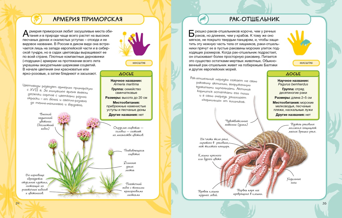 Животные и растения моря, Отрывок из книги