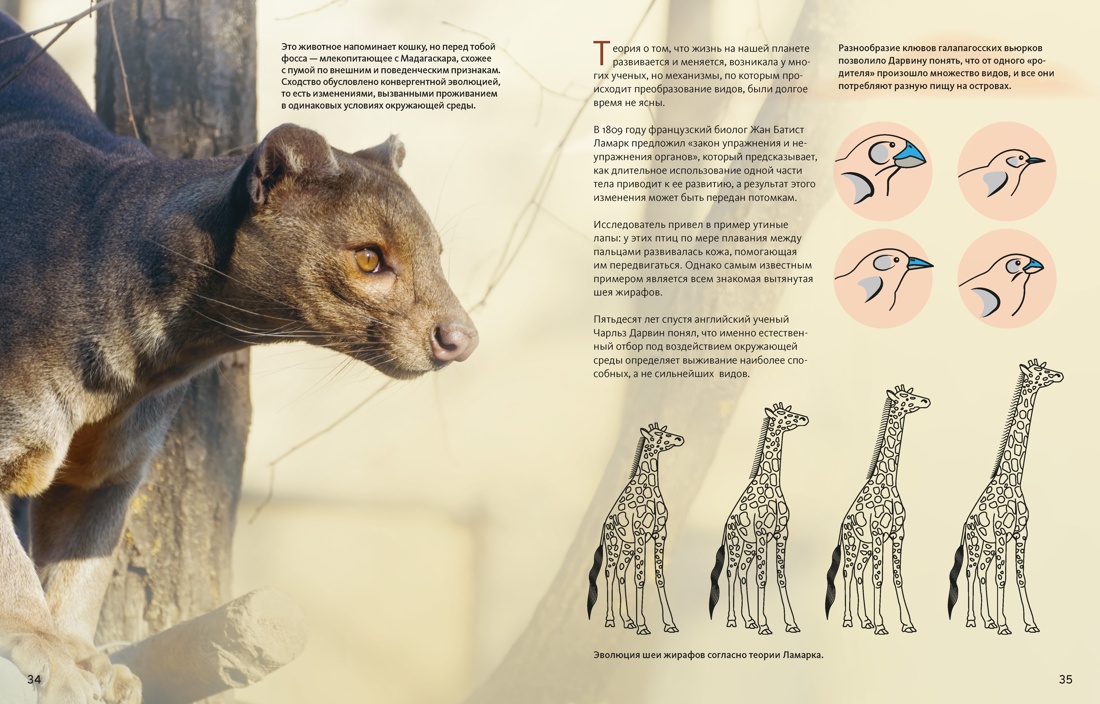 Огромная энциклопедия животных мира, Отрывок из книги