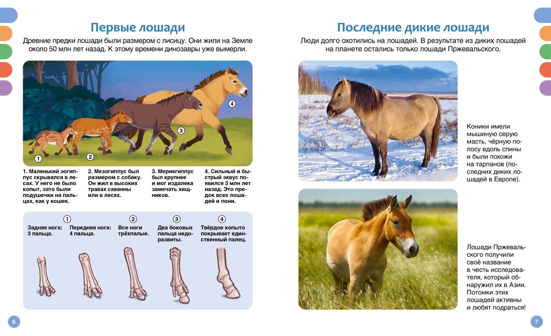 Лошади, Отрывок из книги