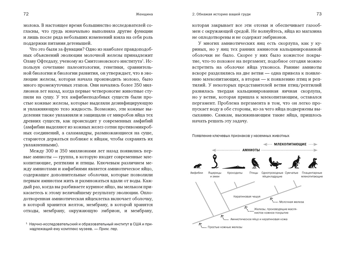 Женщина: эволюционный взгляд на то, как и почему появилась женская форма, Отрывок из книги