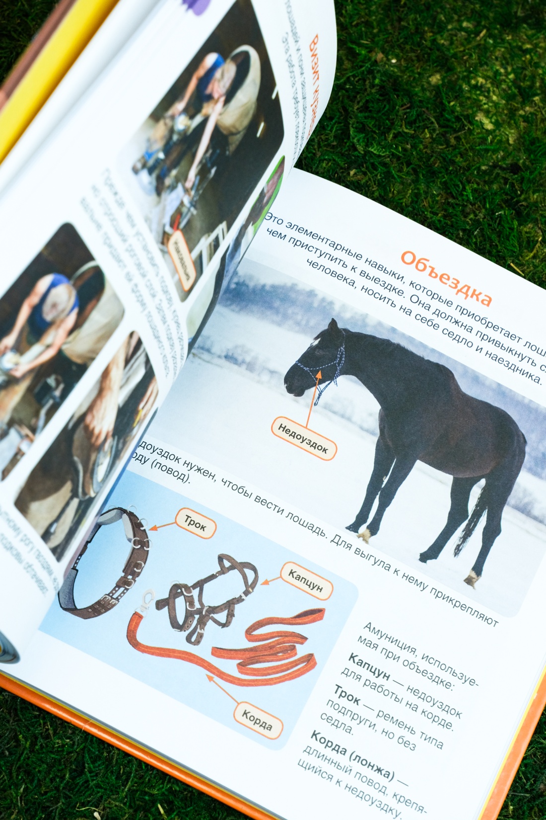 Лошади, Отрывок из книги