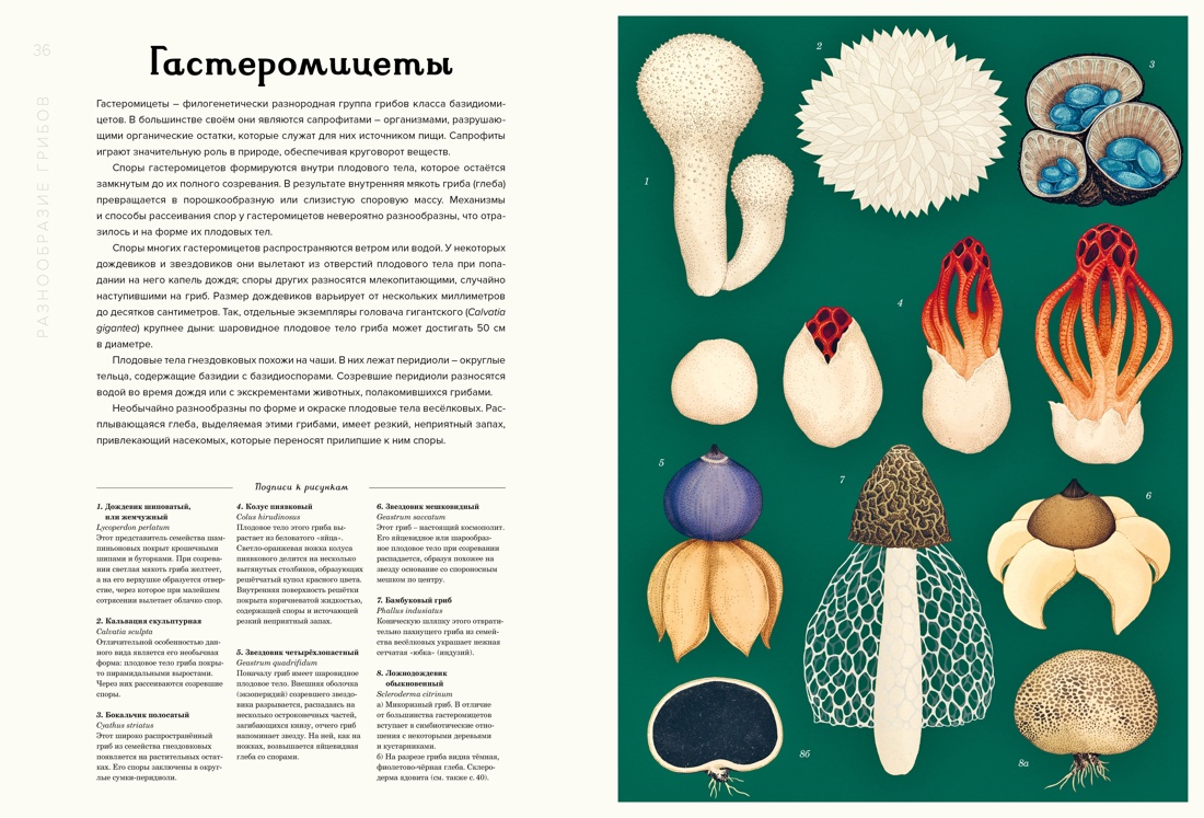 Грибариум, Отрывок из книги