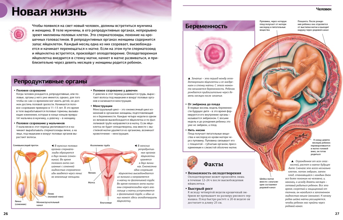 Смазка на масляной основе: плюсы и минусы