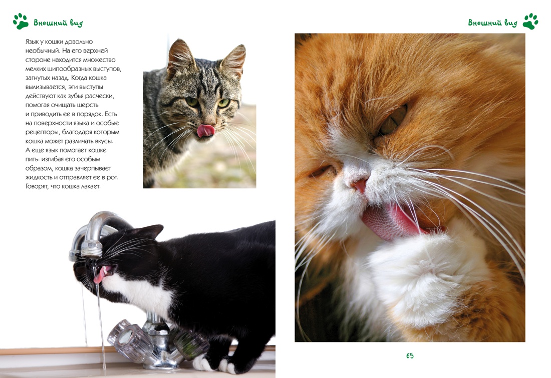 Моя большая книга о кошках и котятах, Наталья Куйе