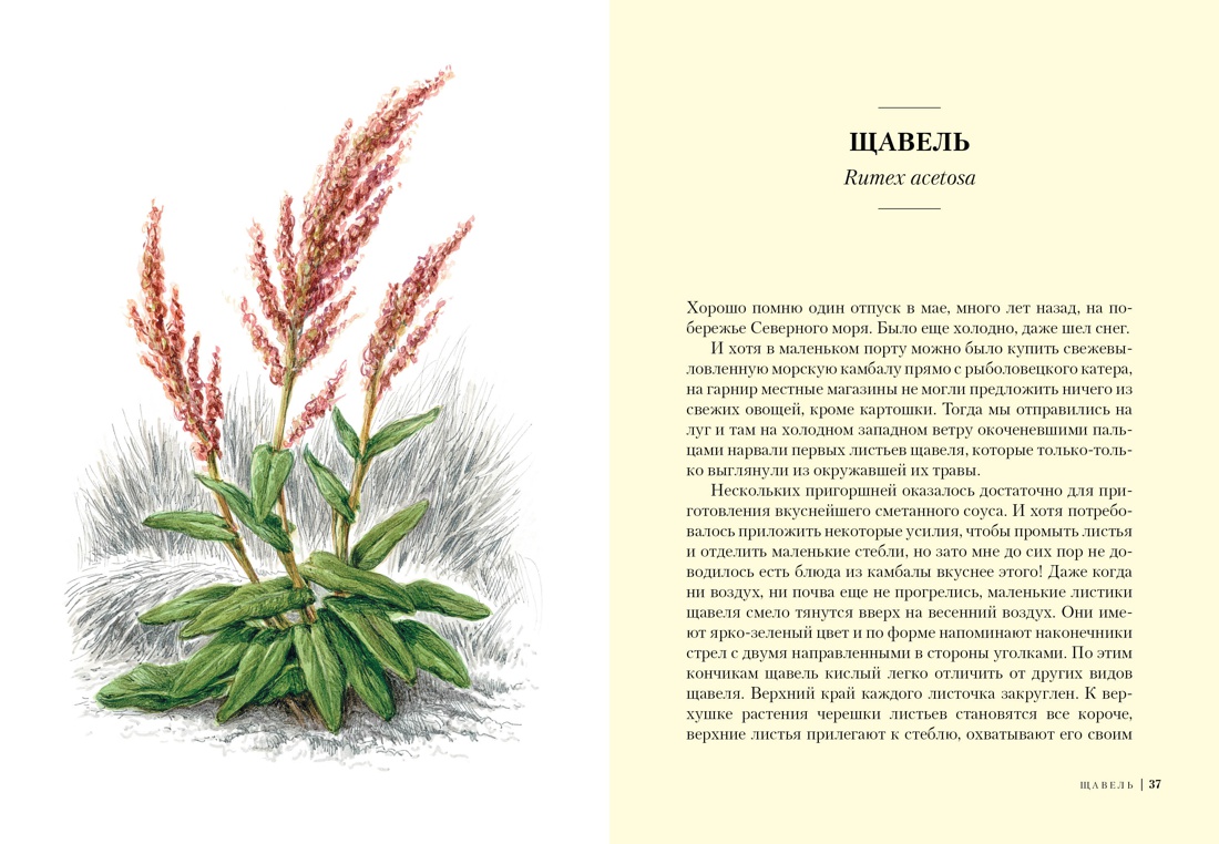 Травы: Природный источник жизненной силы, Отрывок из книги