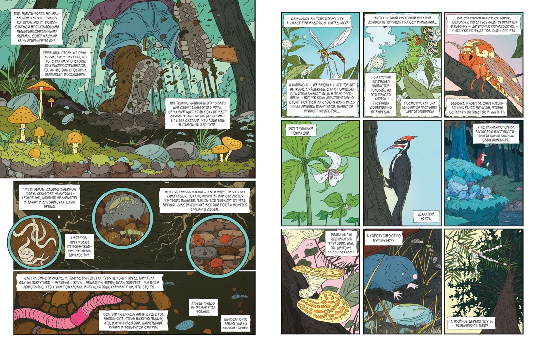 Рыцарь-гриб. Книга 1, Отрывок из книги