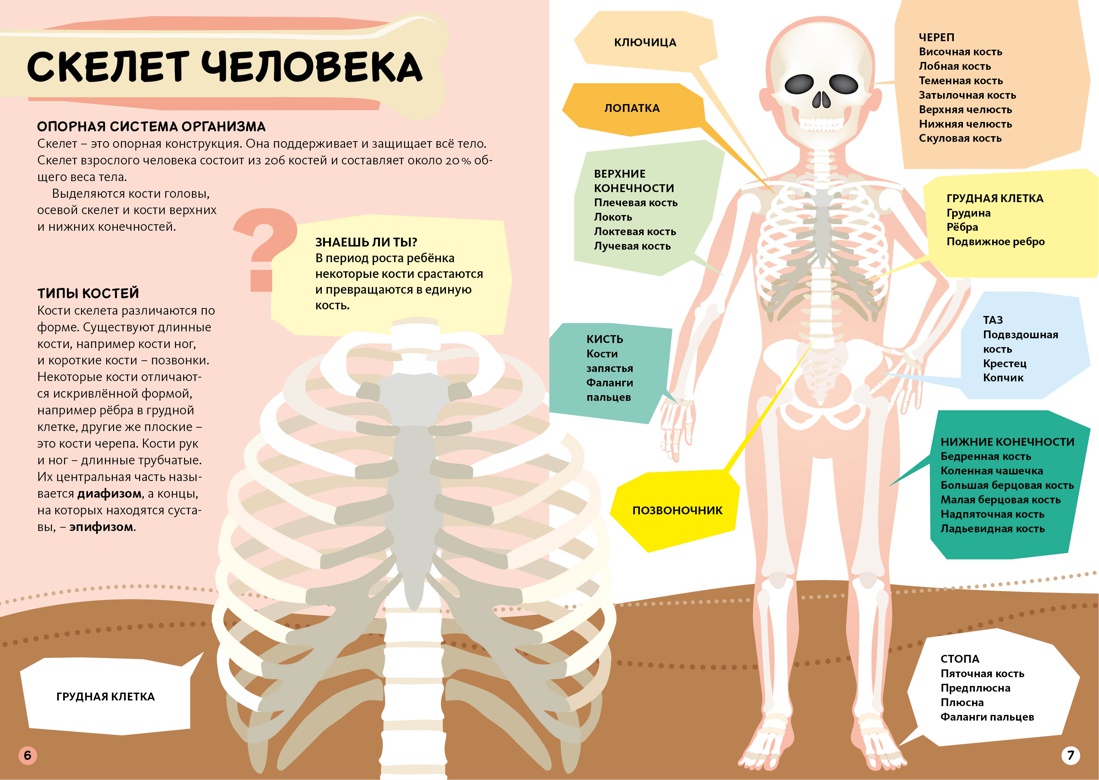 Тело человека, Отрывок из книги