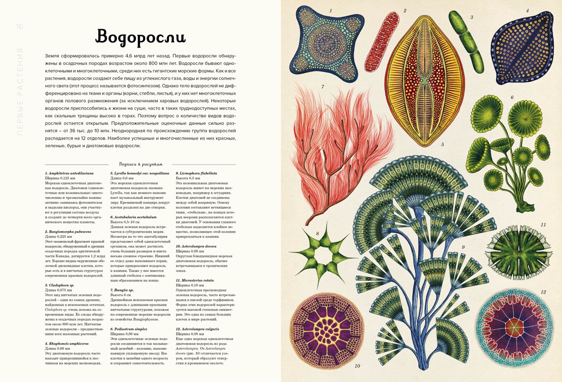 Ботаникум, Отрывок из книги