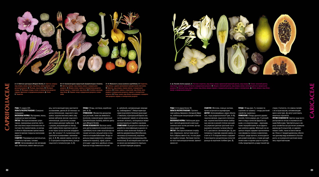 Атлас цветковых растений. 200 ботанических семейств в необычных ракурсах и мельчайших деталях, Отрывок из книги
