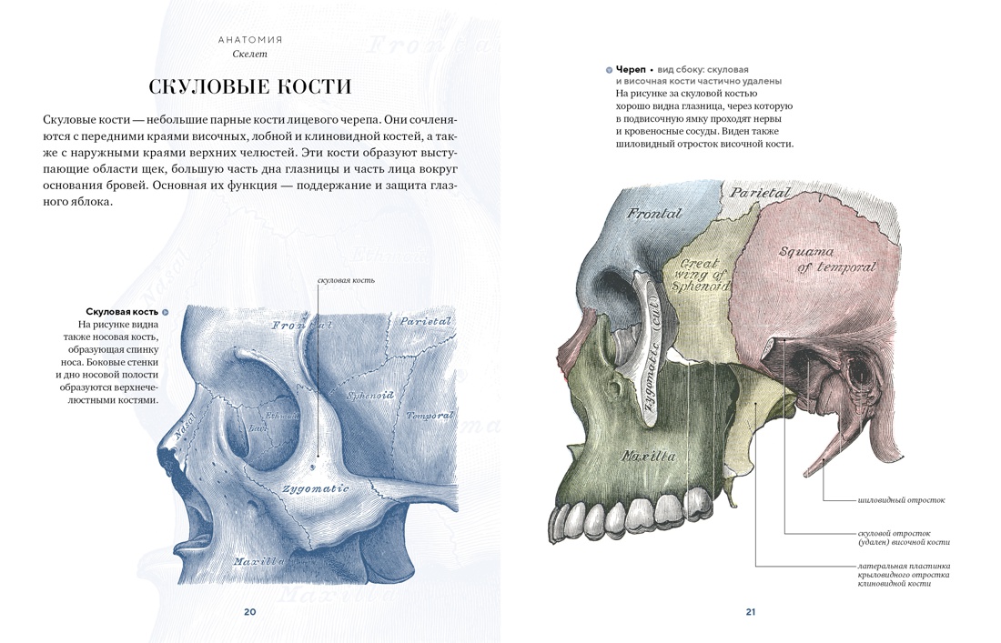Анатомия, Отрывок из книги