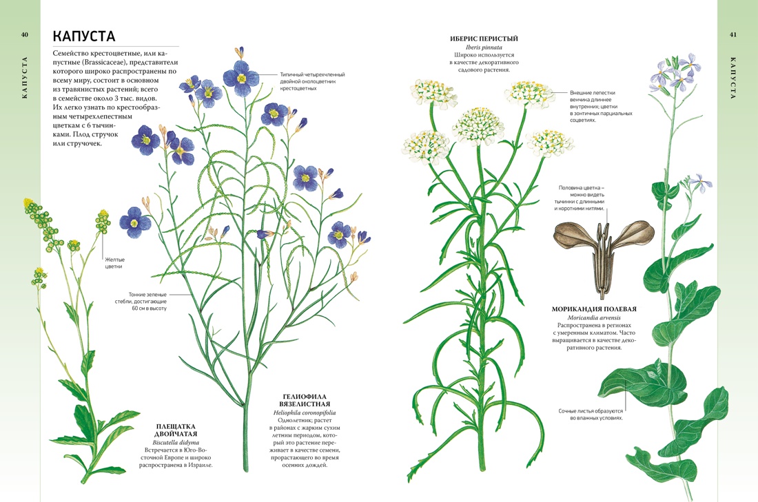 Всё о цветущих растениях, прекрасных и загадочных. Визуальная энциклопедия, Отрывок из книги