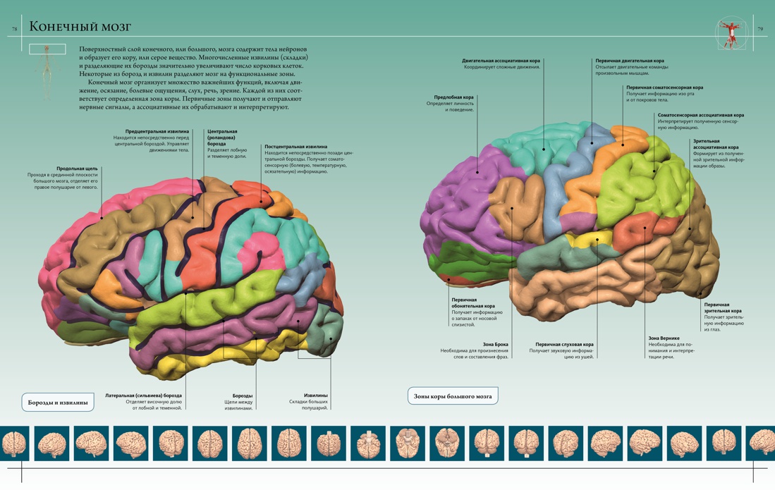 Анатомия человека 360°. Иллюстрированный атлас, Отрывок из книги