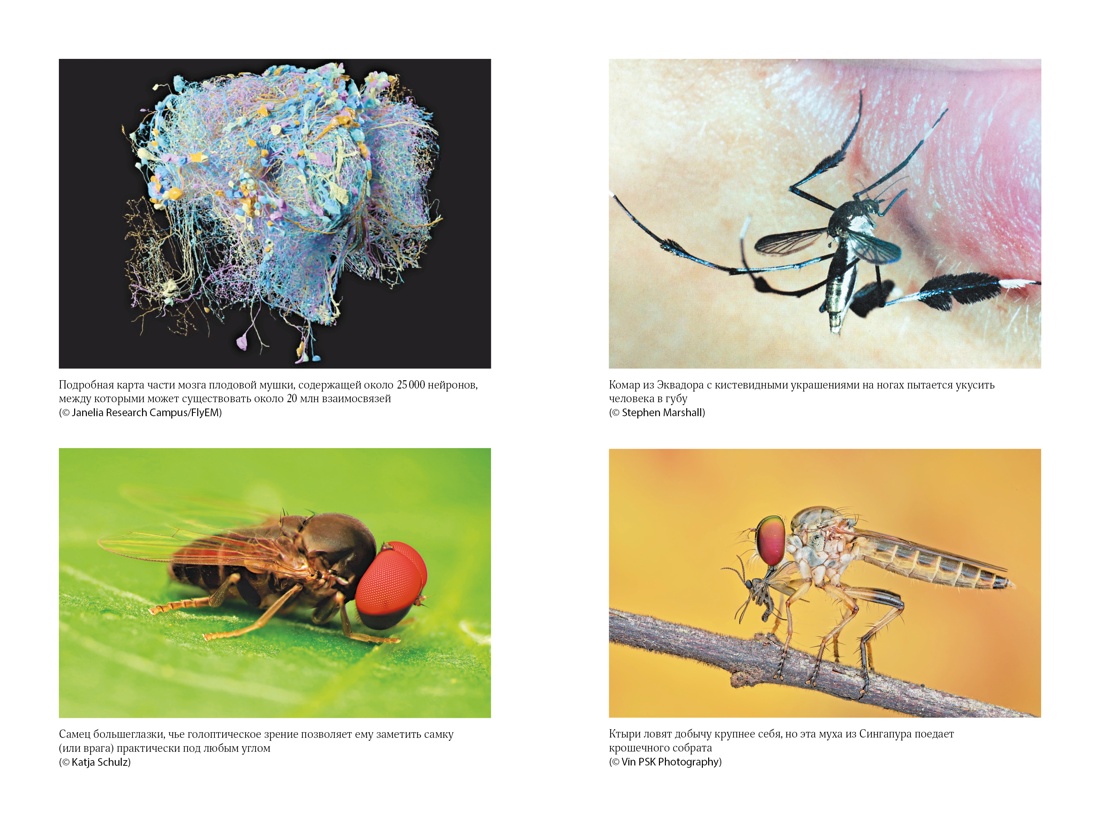 Супермухи. Удивительные истории из жизни самых успешных в мире насекомых, Отрывок из книги