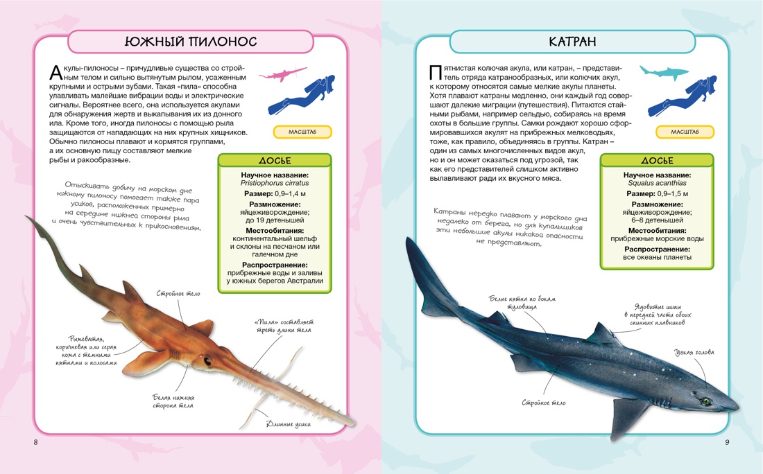 Акулы и скаты, Отрывок из книги