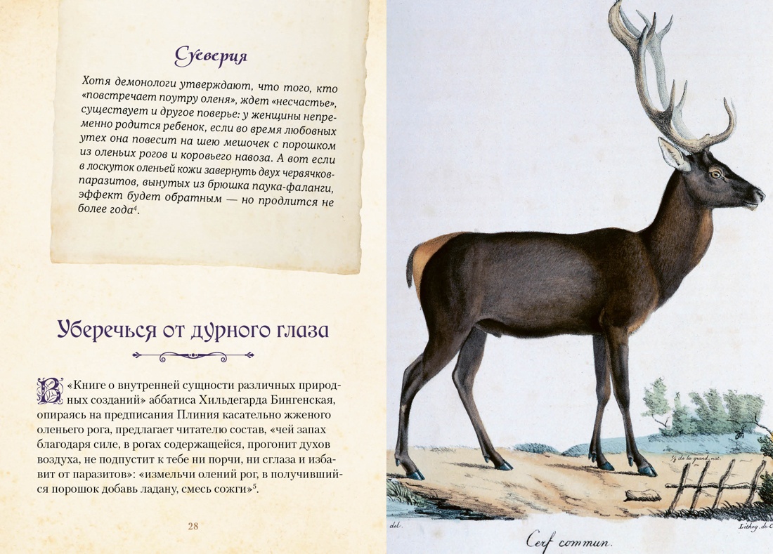 Магические животные. Легенды и суеверия, Отрывок из книги