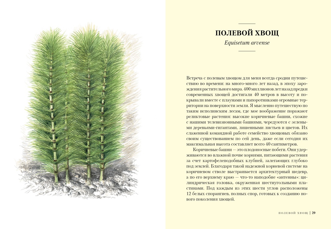 Травы: Природный источник жизненной силы, Отрывок из книги