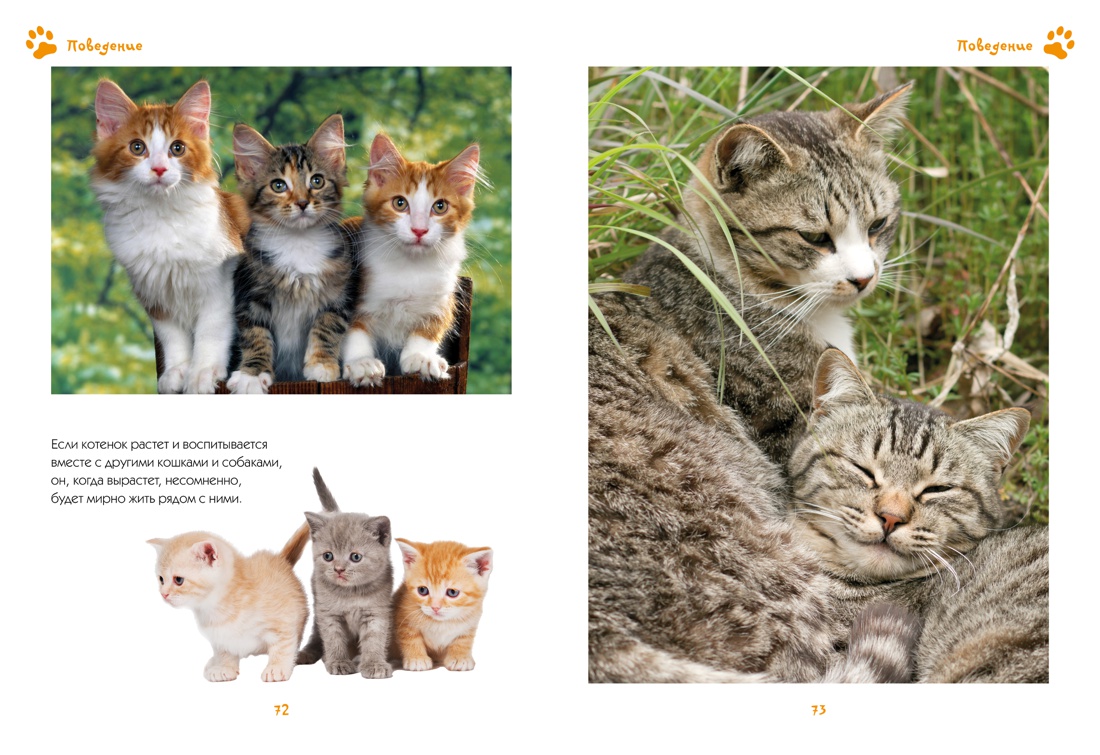 Моя большая книга о кошках и котятах, Отрывок из книги