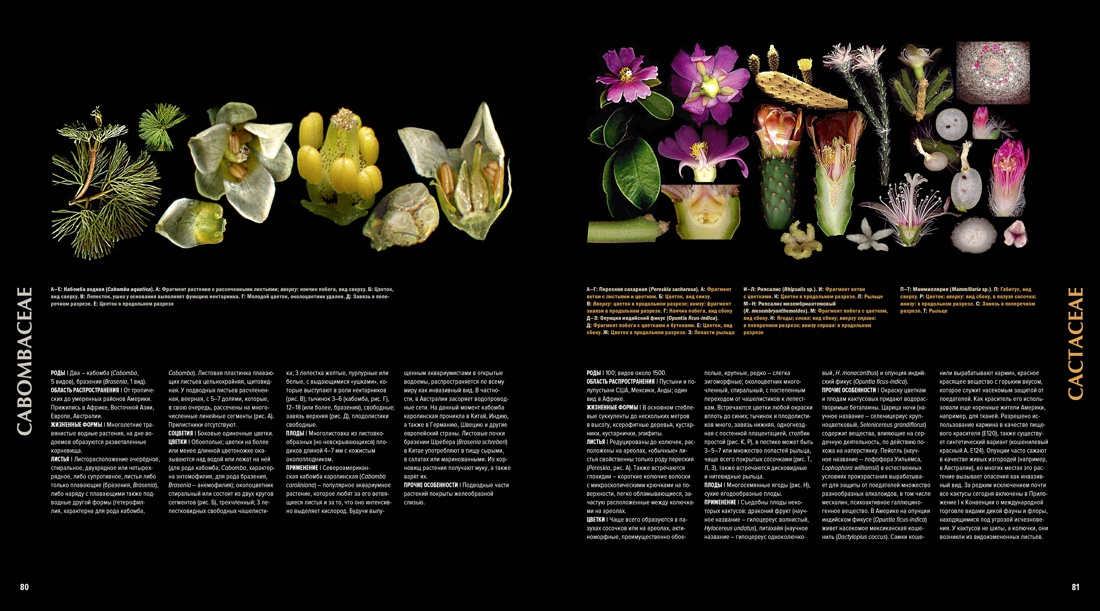 Атлас цветковых растений. 200 ботанических семейств в необычных ракурсах и мельчайших деталях, Отрывок из книги
