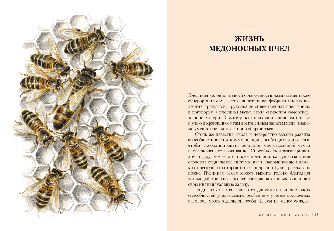 Пчелы. Что человек и пчела значат друг для друга, Отрывок из книги