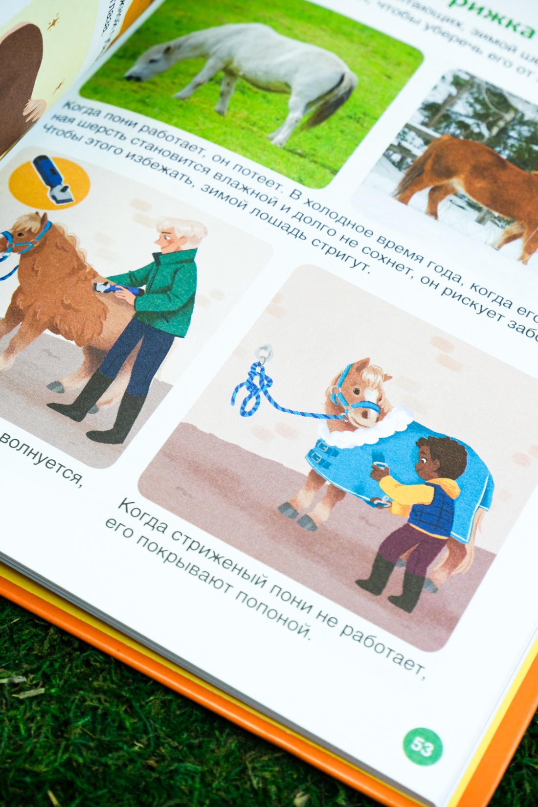 Лошади, Отрывок из книги