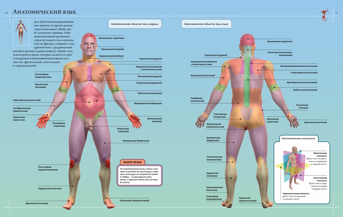 Иллюстрированный атлас. Анатомия человека, Отрывок из книги