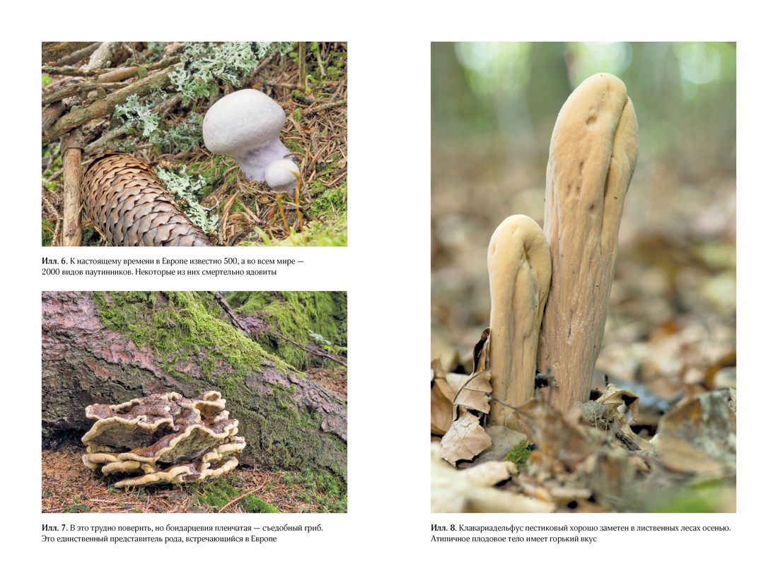 Таинственная жизнь грибов. Удивительные чудеса скрытого от глаз мира, Роберт Хофрихтер