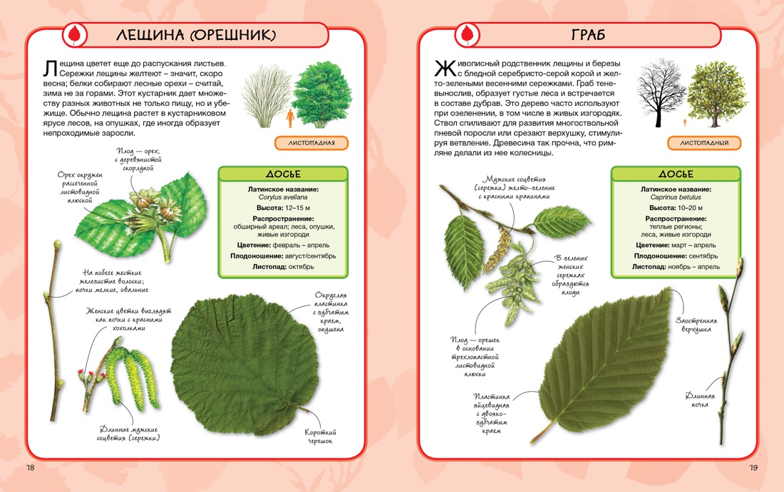 Правда и вымысел о сережкоцветных растениях | Аргументы и Факты