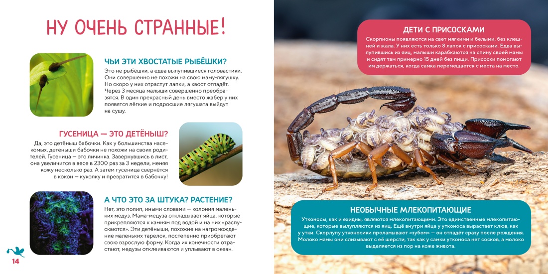 Моя первая книга о животных. 200 фотографий, Отрывок из книги
