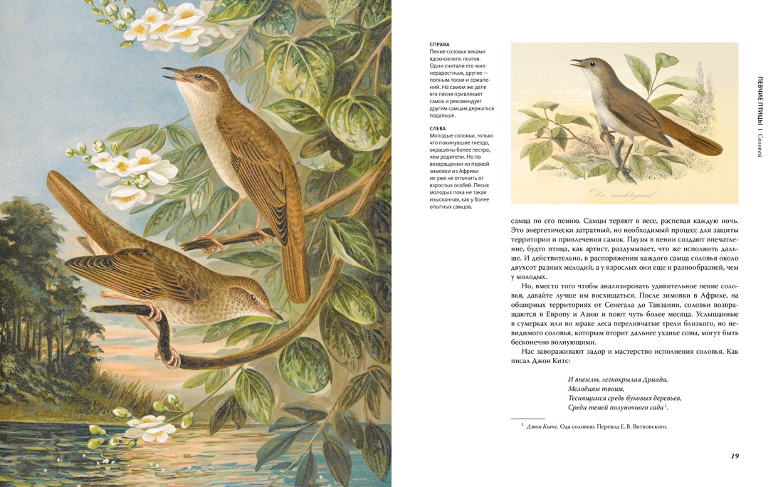 Восхитительные птицы, Отрывок из книги