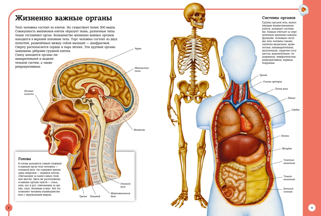 Первый атлас анатомии человека, Отрывок из книги